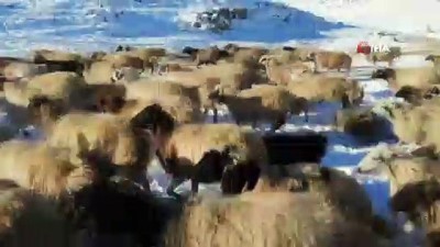  Vanlı çobanlar yayla sezonunu kapattı