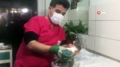 tedavi sureci -  Yaralı atmaca tedavi altına alındı Videosu