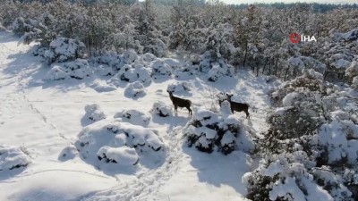 felaket -  Bursa’daki kızıl geyiklere özel yem takviyesi Videosu