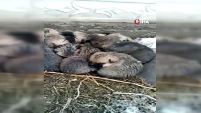 yavru kopekler -  Kar altında kalan 9 yavru köpeği donmaktan son anda kurtardılar Videosu
