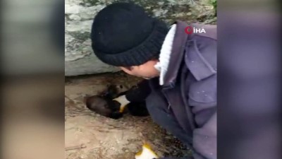 yavru kopekler -  Kurt köpeği yavruları donmaktan son anda kurtarıldı Videosu