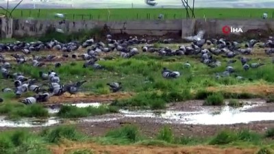  Yağmurda aç kalan güvercinler buğday pazarını mesken tuttu