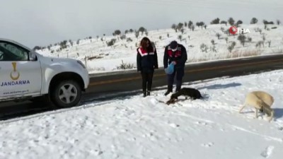 sokak hayvani -  Yaralı köpeğin yardımına jandarma ekipleri yetişti Videosu