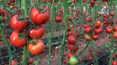  Fedakar üreticiler, pandemide mutfaklar için domates topluyor