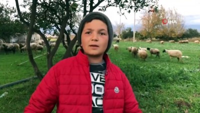  12 yaşındaki küçük çoban videolarındaki diyalogları ile sosyal medyanın yeni fenomeni oldu