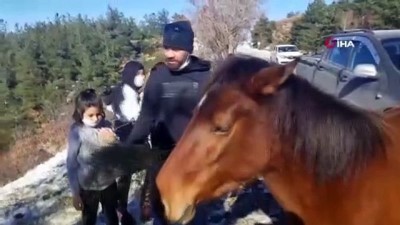 jandarma -  Karla kaplı Spil Dağı’ndaki yılkı atlarını elleriyle beslediler Videosu
