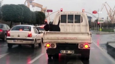 tehlikeli yolculuk -  Köpeğin 85 kilometre hızla seyreden kamyonetin kasasındaki tehlikeli yolculuğu kamerada Videosu