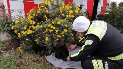 rehabilitasyon merkezi -  Zabıtadan yürekleri ısıtan hareket...Soğuktan bitkin düşen köpeğin imdadına ekipler yetişti Videosu