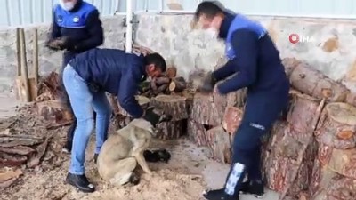 coban kopegi -  Donmak üzereyken bulunan köpek ve yavruları barınağa yerleştirildi Videosu