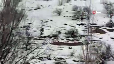  Yaban domuzu sürüsü böyle görüntülendi