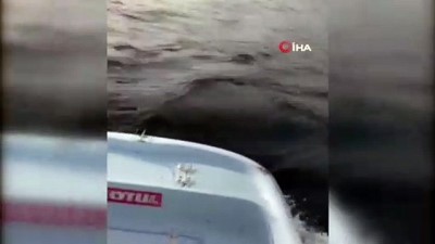 yunus baliklari -  Yunuslar tekneyle yarıştı, balıkçılar şaştı kaldı Videosu