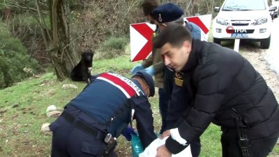 jandarma -  Jandarma ve polis kısıtlamada sokak hayvanlarını unutmadı Videosu