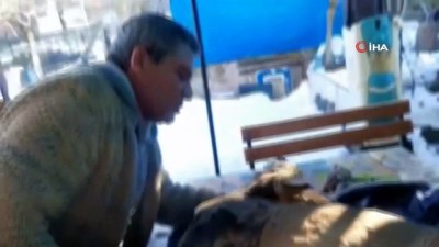 masaj -  Yaralı karacayı hayata döndürmek için suni teneffüs yaptı Videosu