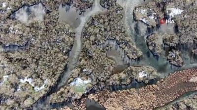 goller -  Buz tutan longoz ormanları görenleri büyülüyor Videosu