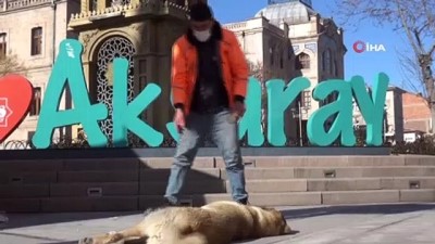 sokak kopekleri -  Temizlik görevlisinden yürekleri ısıtan davranış Videosu