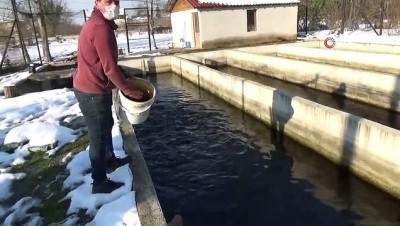  Alabalık sektörüne Covid-19 darbesi