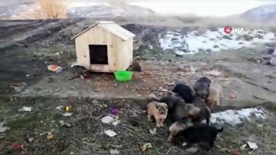 kopek -  Annesiz kalan 12 yavru köpek koruma altına alındı Videosu