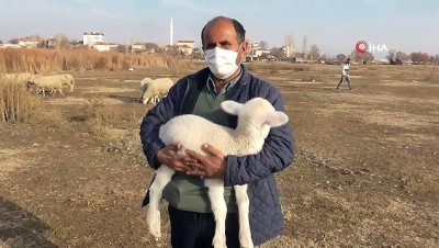 buyukbas hayvan -  - Bunlar da kış kuzuları Videosu