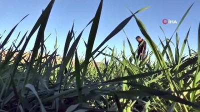 italyan -  İtalyan makarnasına buğday Gaziantep’ten Videosu