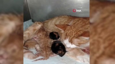 sokak kedisi -  Esenyurt’ta doğum yapmakta güçlük çeken sokak kedisinin yardımına ekipler koştu Videosu