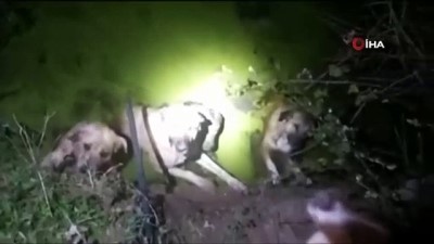 su kanali -  Kanala düşen köpeklerin imdadına polisler yetişti Videosu