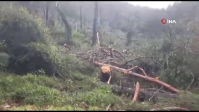 inlice -  Hortum, ormanı savaş alanına çevirdi Videosu