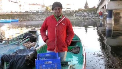 gezin -  Kediler karınlarını doyurmak için balıkçıların yolunu gözlüyor Videosu