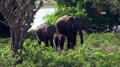 hayvanat bahcesi -  - Sri Lankalı yetkililer bu yıl ülke genelinde fil sayımı yapacak Videosu