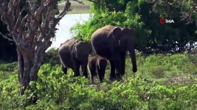  - Sri Lankalı yetkililer bu yıl ülke genelinde fil sayımı yapacak