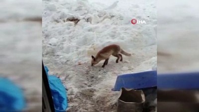 sokak kopekleri -  Yaralanan tilki köylülere sığındı Videosu