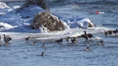 yasam mucadelesi -  Yeşilbaş ördekler Kars Çayı’nı mesken tuttu Videosu