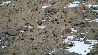 yaban kecisi -  Avcılardan korudukları yaban keçilerinin sayısı 500'ü buldu Videosu