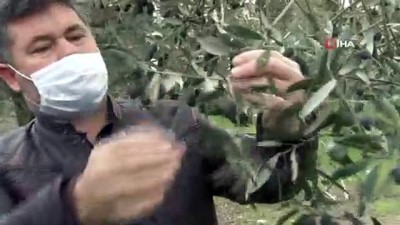 kuyular -  Manisa’da zeytincinin yüzü güldü Videosu