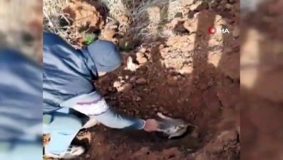  - Şanlıurfa'da tilki kurtarma operasyonu