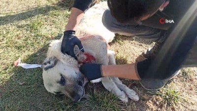  Boğazından yaralı halde bulunan köpek sokak ortasında ameliyat edildi