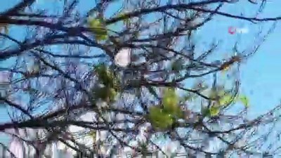 kuresel iklim degisikligi -  Havaların güzelliğine aldanan erik ağaçları çiçek açtı Videosu