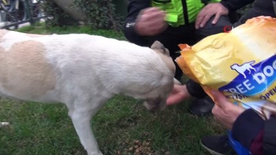 Polis sokak köpeklerini elleriyle besledi