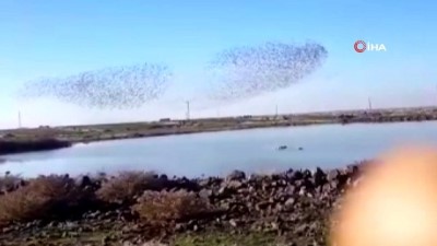 sigircik -  Sığırcık kuşlarının gökyüzündeki dansı görenleri mest etti Videosu