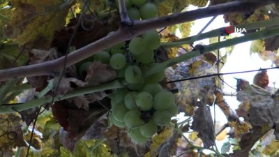  Tarsus'ta kışın ortasında dalında üzüm yetişiyor