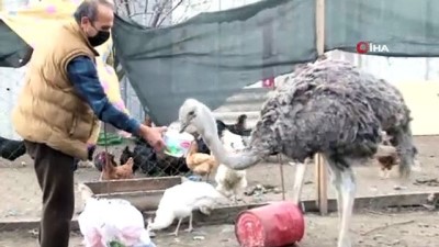 deve kusu -  Emekli çiftçi Veysel Efe “Ali Baba’nın çiftliğini” Balıkesir’de kurdu Videosu
