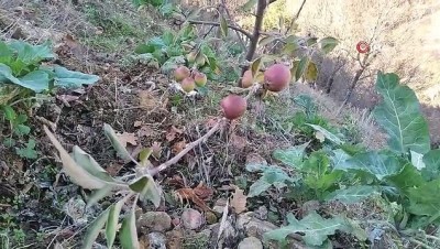  Kış ortasında meyve veren elma şaşırttı