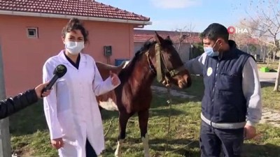 isaf -  Sahibinden kaçan at barınağa gitti Videosu