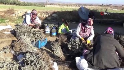 piyasalar -  Salihli Ovası lavanta kokacak Videosu