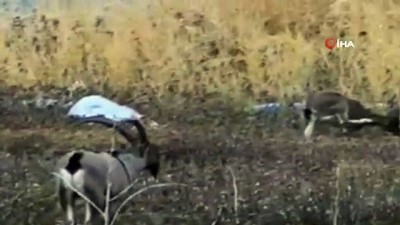 keci -  Karaleylek kanyonu çevresinde yaban keçi sürüsü görüntülendi Videosu