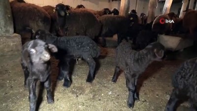 keci -  Muş’ta 650 bin koyun ve keçiden 500 bin yavru bekleniyor Videosu