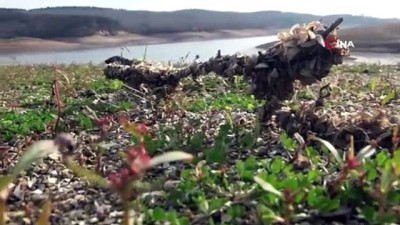 yagmurlu -  Ömerli Barajı'nda kuraklık görüntülendi Videosu