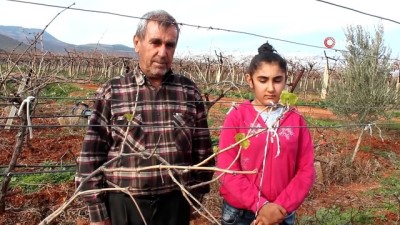  Üzüm bağları yalancı bahara aldandı