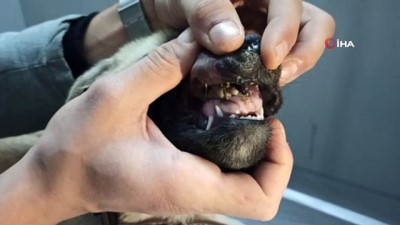 dis hekimi -  Nefes zorluğu çeken ve dişleri ters çıkan köpek için seferberlik Videosu