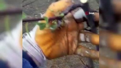 erik agaci -  - Kışın ortasında erik ağacı çiçek açtı Videosu