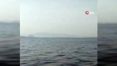 korfez -  Bursa'da yunusların şovu kamerada Videosu
